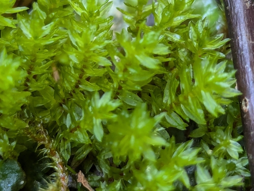 Large Hair Moss (Oligotrichum parallelum)