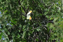 Anthocharis julia stella