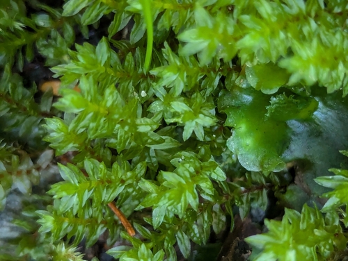 Image of Oligotrichum parallelum by (c) Bryn, some rights reserved (CC BY)