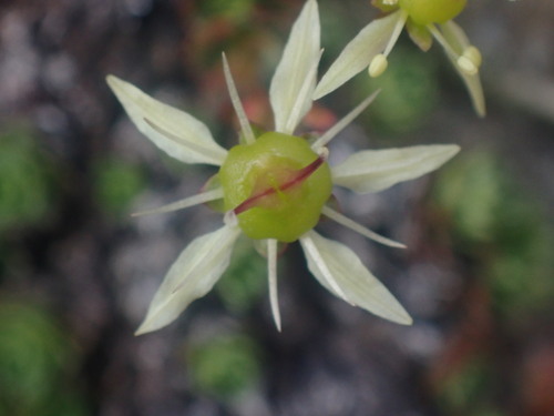 Image of Saxifraga taylorii by no rights reserved