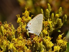 Allosmaitia strophius