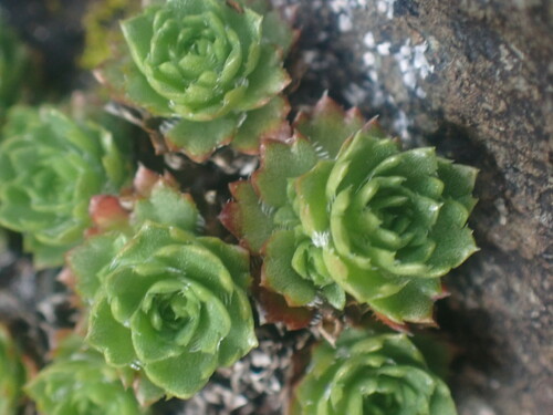 Image of Saxifraga taylorii by no rights reserved