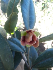 Duguetia furfuracea