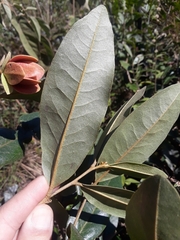 Duguetia furfuracea