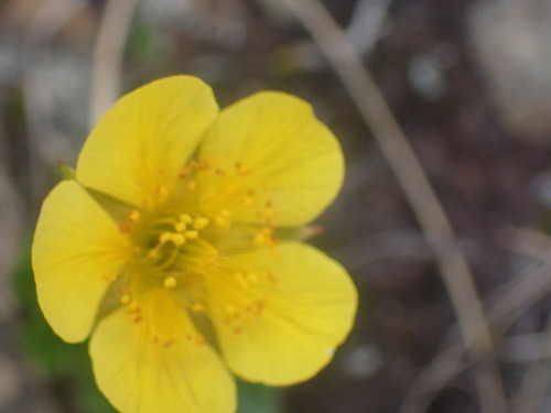 Image of Geum calthifolium by no rights reserved