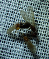 Pheidole parva