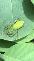 Micrommata