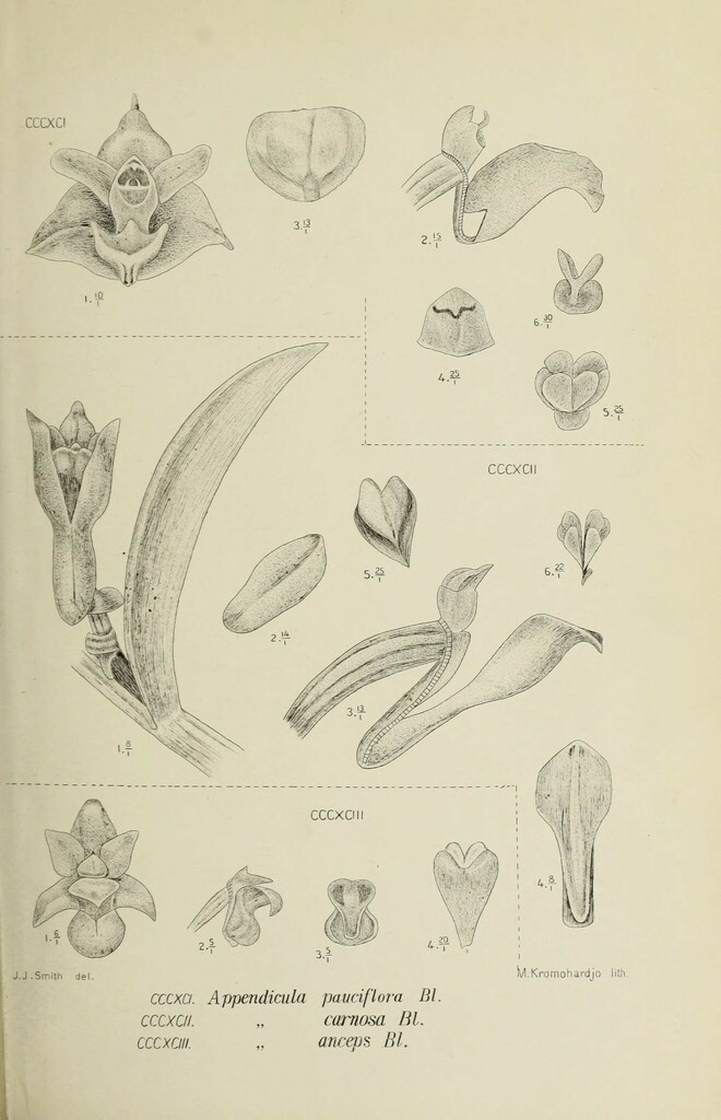 Appendicula pauciflora