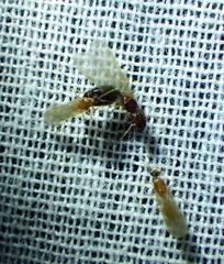 Pheidole parva