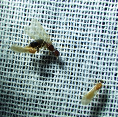 Pheidole parva