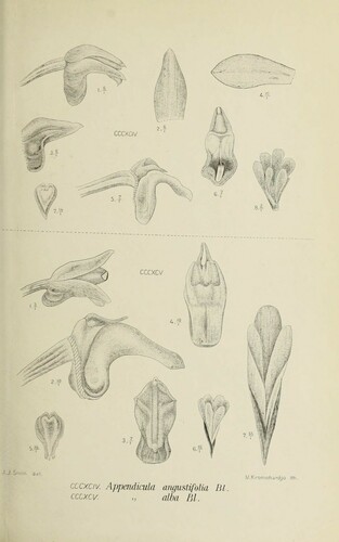 Appendicula angustifolia