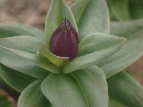 Image of Gentiana platypetala by no rights reserved