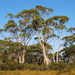 Eucalyptus nitida - Photo (c) Natalie Tapson, osa oikeuksista pidätetään (CC BY-NC-SA)