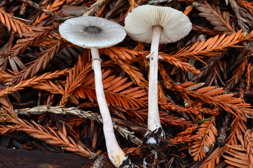 Lepiota atrodisca