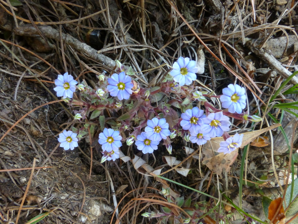 Gentiana pedicellata
