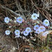 Gentiana pedicellata - Photo (c) Elizabeth Byers, algunos derechos reservados (CC BY-NC), subido por Elizabeth Byers