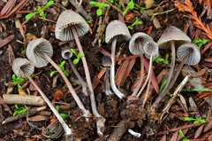 Mycena leptocephala image