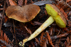 Boletus subtomentosus image