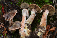 Armillaria sinapina image