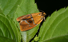 Ptycholoma lecheana