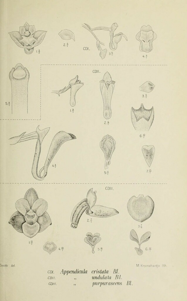 Appendicula cristata
