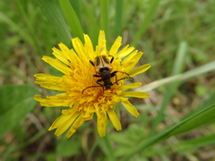 Brachyta interrogationis