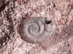Planorbis carinatus