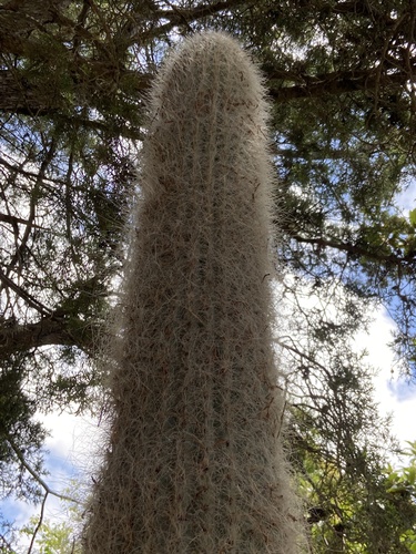 Old Man Cactus (Cephalocereus senilis)