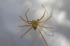 Macrinus pollexensis