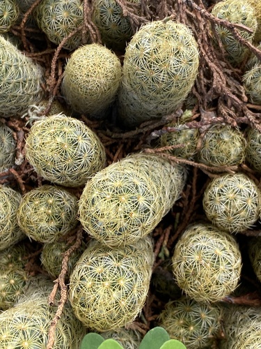 Mammillaria elongata (Mammillaria elongata)
