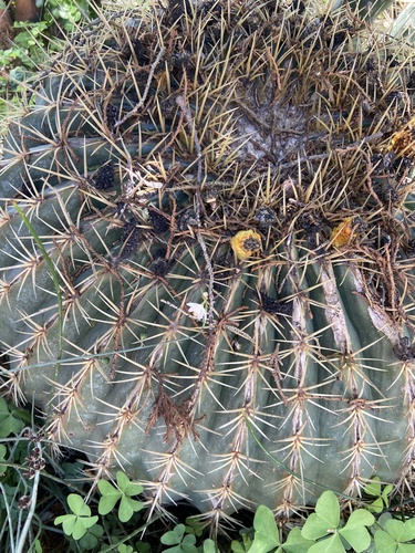 Image of Ferocactus histrix by (c) Carlos Lozano-Flores, some rights reserved (CC BY)