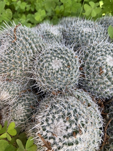 Whitey (Mammillaria geminispina)