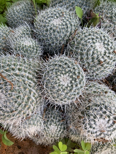 Image of Mammillaria geminispina by (c) Carlos Lozano-Flores, some rights reserved (CC BY)