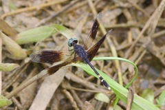 Erythrodiplax attenuata