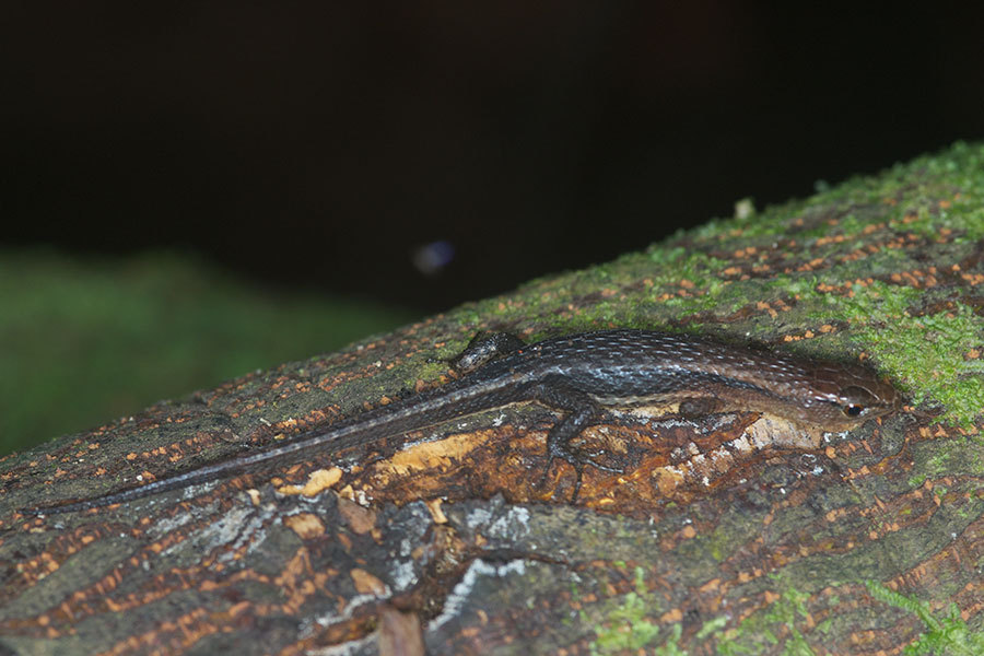 Alopoglossus atriventris Duellman, 1973