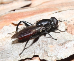 Chalcosyrphus piger