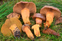 Suillus fuscotomentosus image