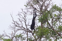Alouatta nigerrima