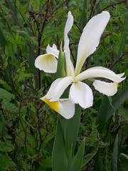 Iris orientalis