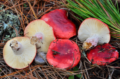 Russula sanguinaria image