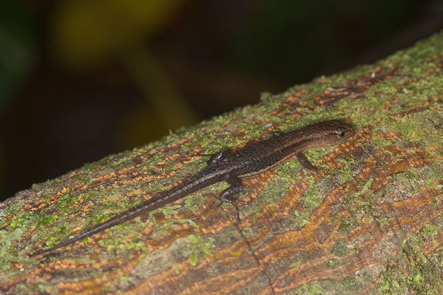 Alopoglossus atriventris Duellman, 1973