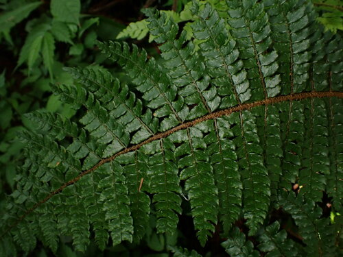 Image of Polystichum polyblepharon by (c) W Rao, some rights reserved (CC BY)
