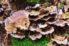 Trichaptum abietinum image