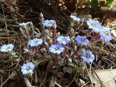 Gentiana pedicellata