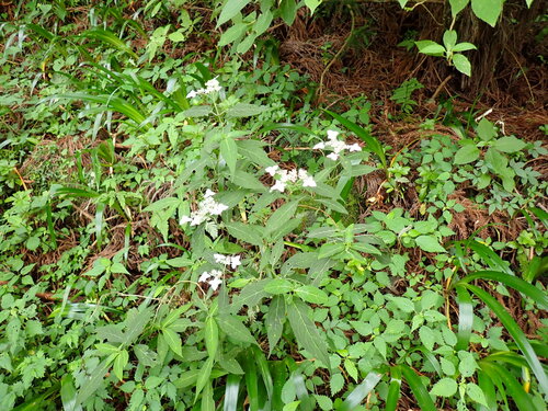 Hydrangea serrata