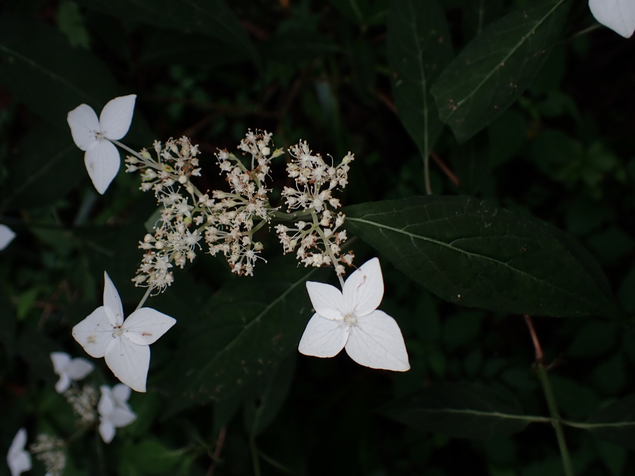 Hydrangea serrata