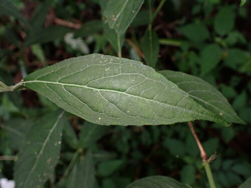 Hydrangea serrata