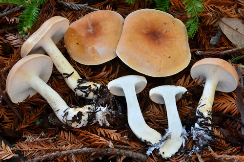 Bitter Brown Leucopax