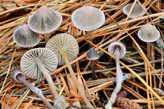 Mycena capillaripes image