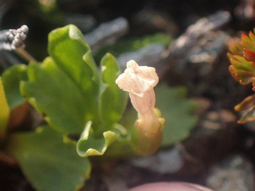 Image of Primula cuneifolia by no rights reserved